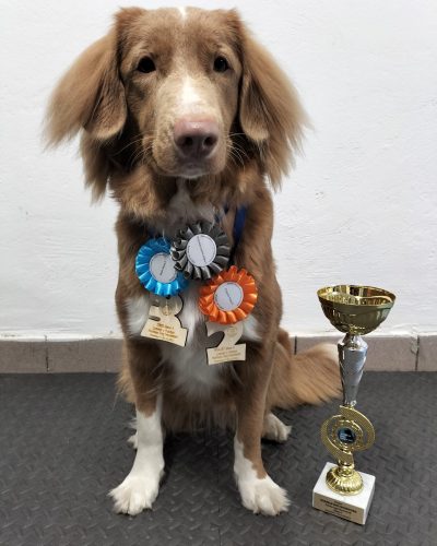 Retriever z Nowej Szkocji z medalami oraz pucharem za udział w zawodach o Puchar Norman Dog Polskiej Ligi Nosework.