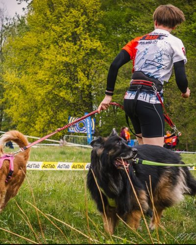 Ujęcie w ruchu z biegu Hard Dog Race wraz z psami - owczarkiem staroniemieckim i Nova Scotia Duck Tolling Retrieverem.