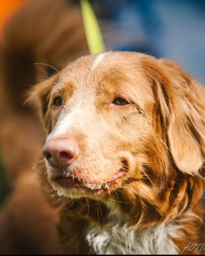 Nova Scotia Duck Tolling Retriever po biegu w Hard Dog Race w Rytomoczydłach.