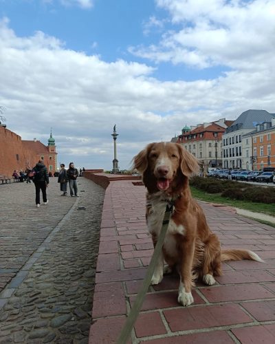 Nova Scotia Duck Tolling Retriever (toller) na spacerze w Warszawie. Pies siedzi na murku i patrzy w kamerę z widokiem na Kolumnę Zygmunta i Stare Miasto. Słoneczny dzień, błękitne niebo z chmurami.